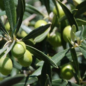 Fresh olive leaves ready for brewing olive leaf tea