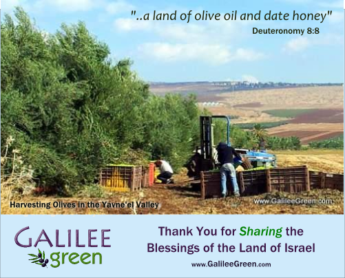 Picking Olives in Yavne'el