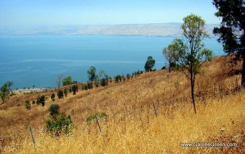 Swiss Forest near Tiberias