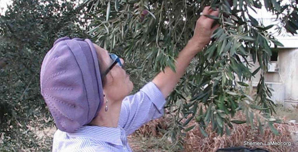 Picking Olives