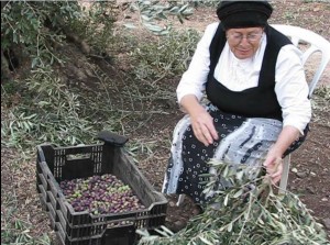 Sorting Olives of the best olive oil in Israel!