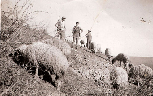 Sheep grazing in 1937