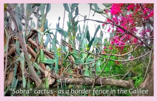 Sabra Cactus