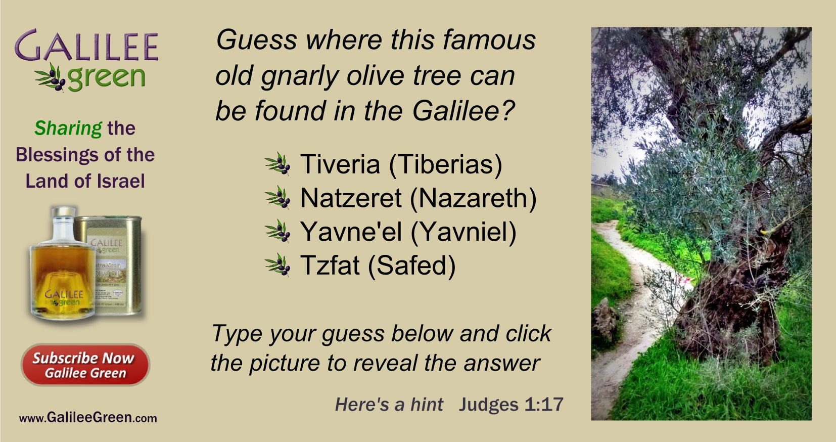 Olive Tree