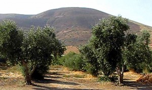 olive-trees and mountain