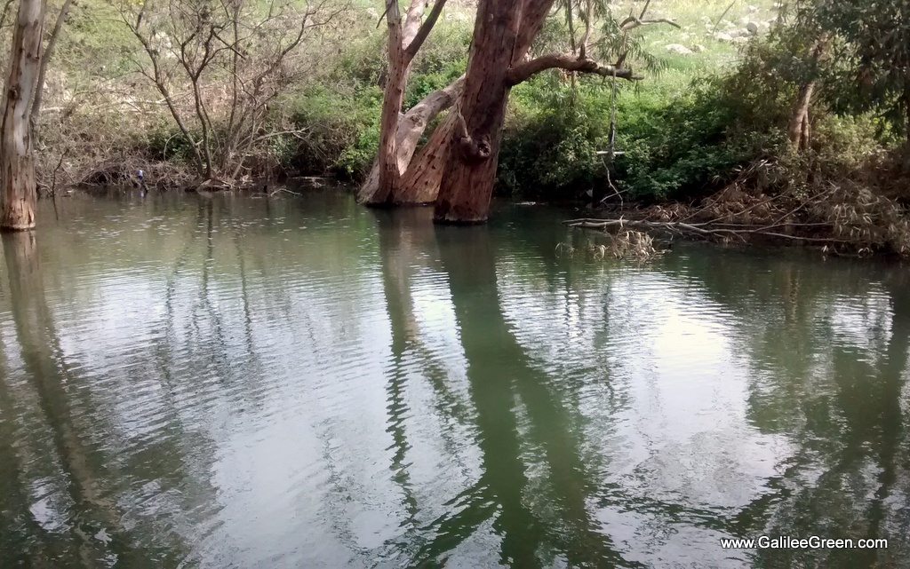 Syrian Officer's Pool