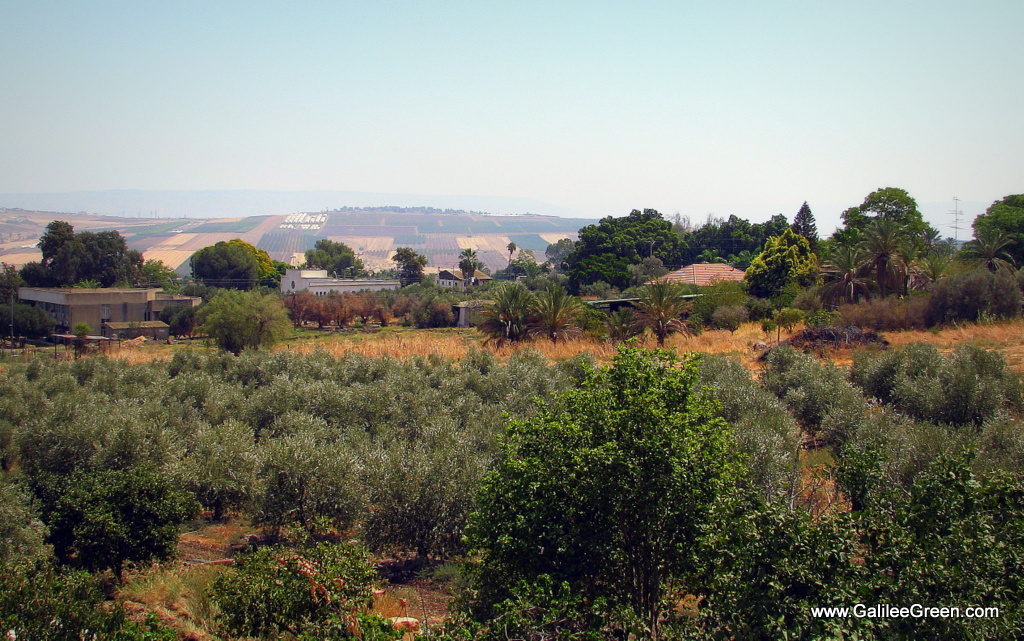 Fruit Orchard in Yavneel