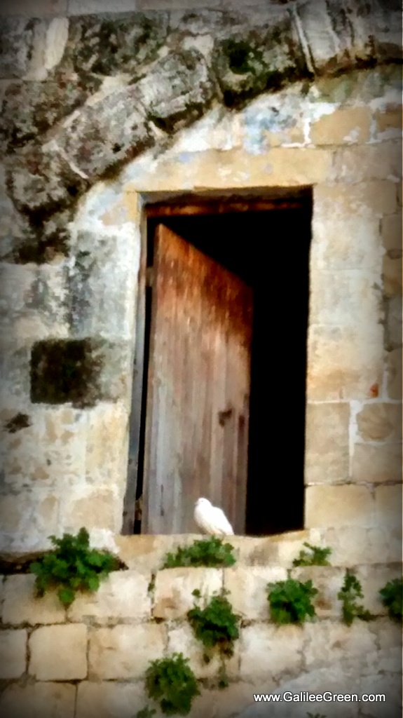 Dove at Southern Wall Jerusalem