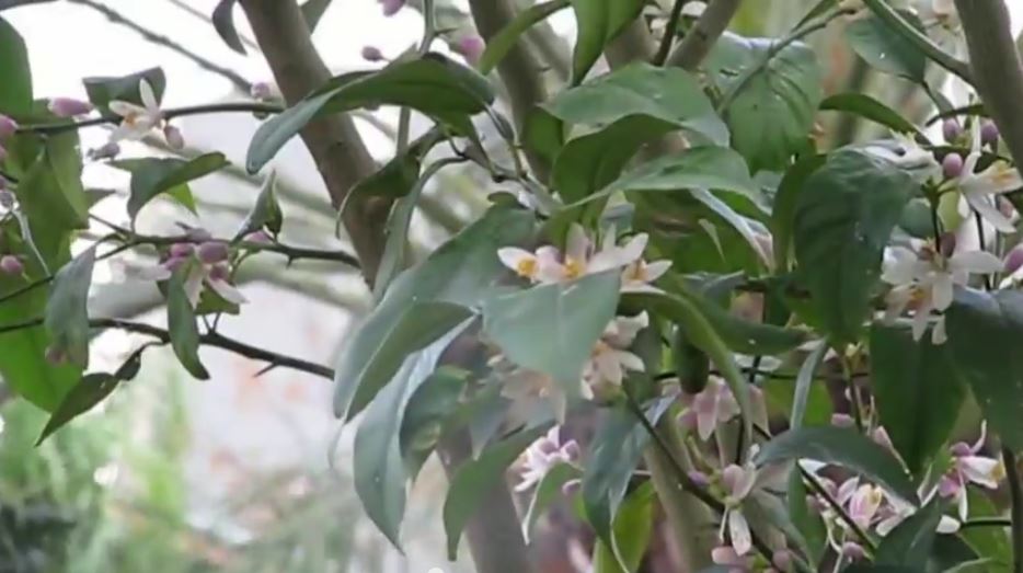 lemon tree blossoms