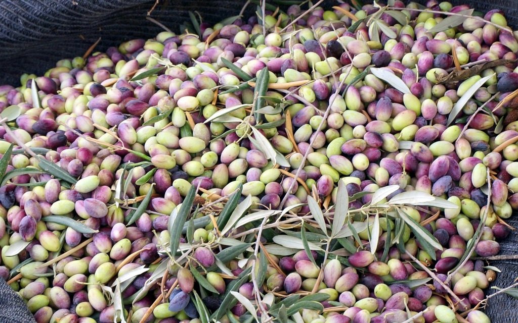 Olives