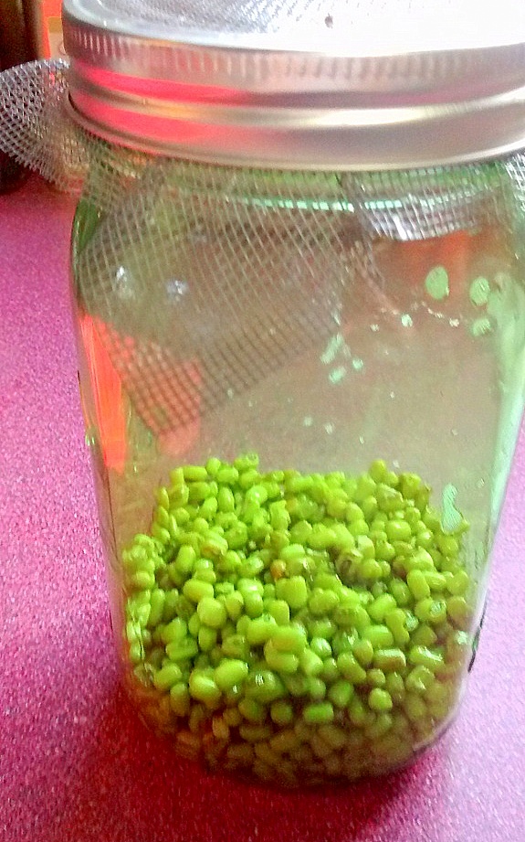 Sprouting Mung Beans and Alfalfa