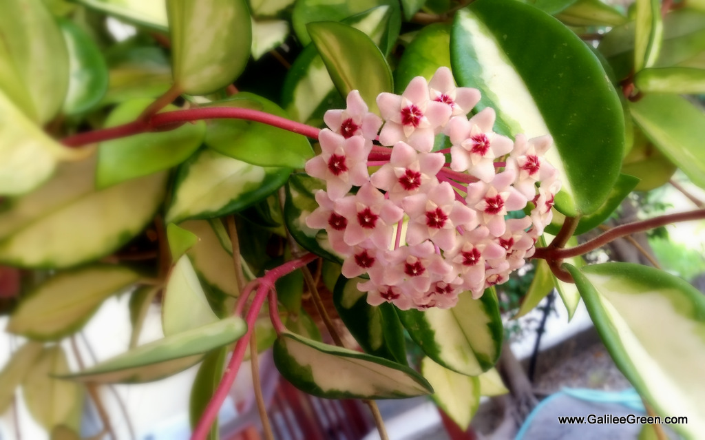 hoya blossom