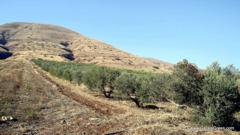 local olive grove