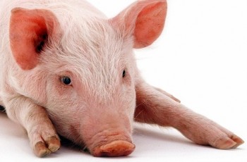 pig with hooves