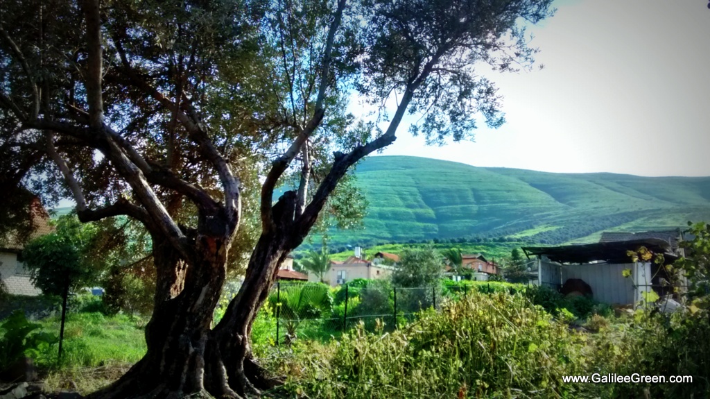 Olive Tree in Yavne'el