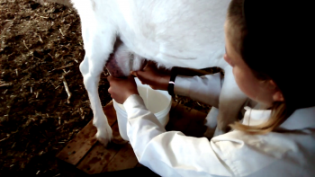 Milking Goat