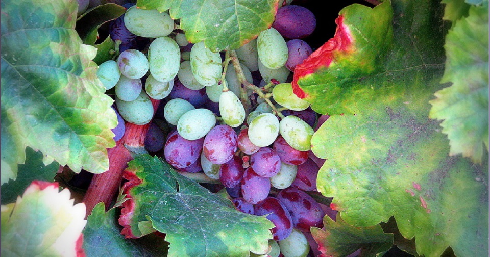 Grapes