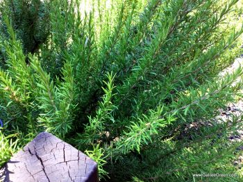 scalloped sweet potatoes taste great with fresh rosemary