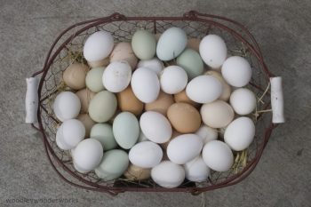 eggs-of-many-colors