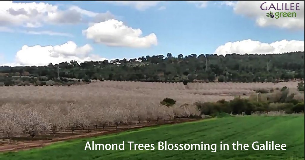 Almonds Blossoming