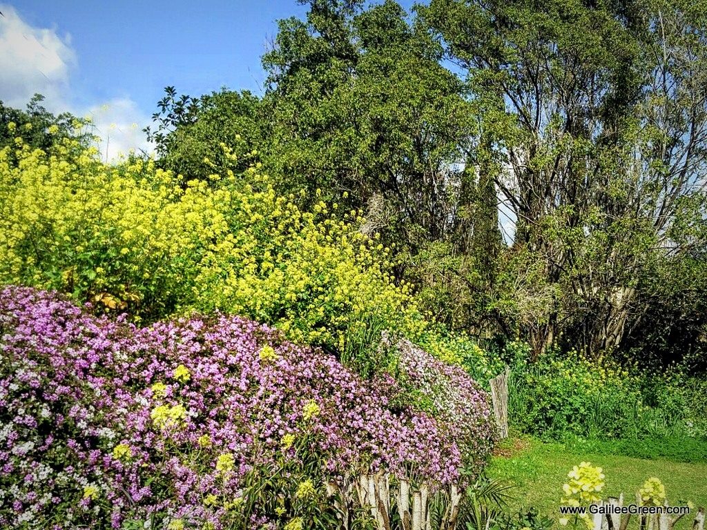 weeds in yavne'el