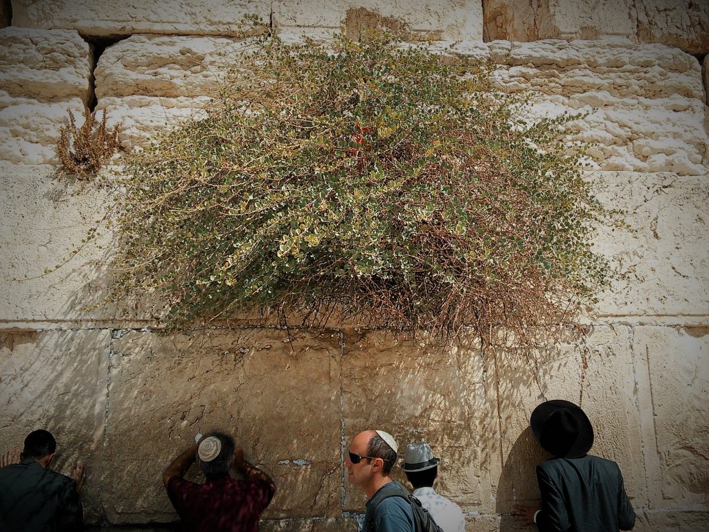 Capers at the Western Wall