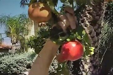 Picking Pomegranates