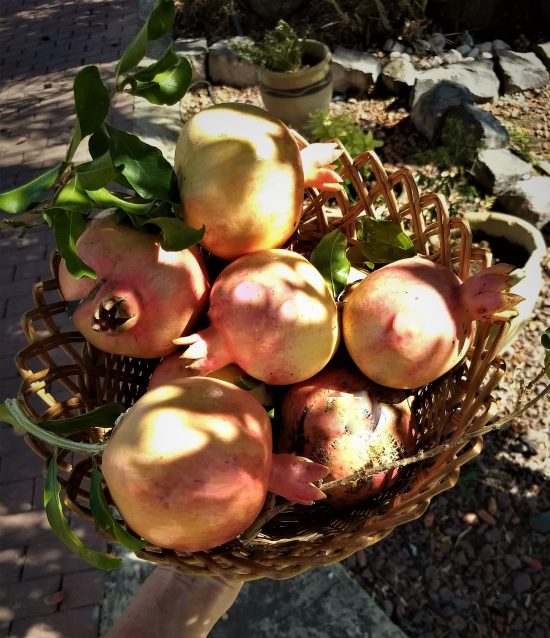 Pomegranates