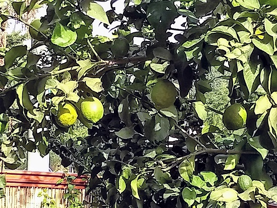 Lemon tree in our garden