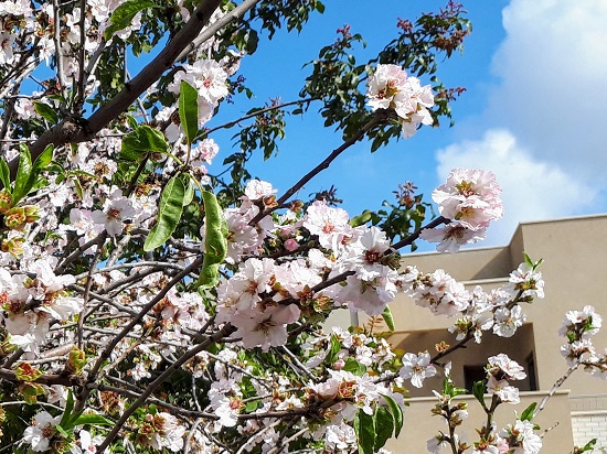 Almond Blossoms