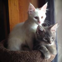 The cats love Diana's Chicken Noodle Soup too!