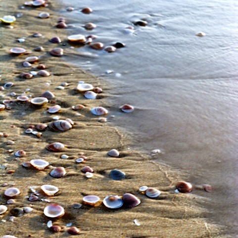 Get free sea shells from Israel